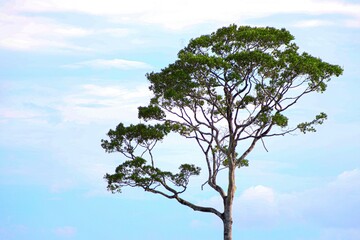 tree and sky