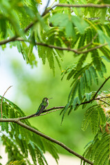 bird on a branch