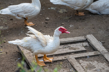 A large snow-white Muscovy Duck raised in the field