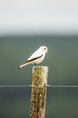 Obraz premium bird on a rock