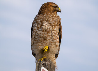 Red tailed hawk