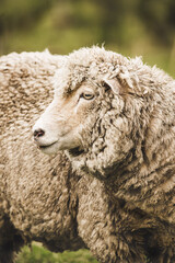 close up of a sheep