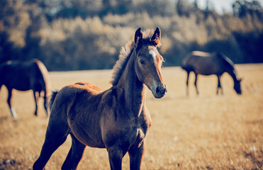Curious foal grazing in the field in the herd.