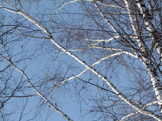 branches of a birch tree in winter