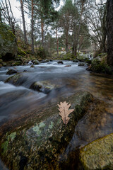 A leaf on a stone by a river in a forest. winter atmosphere