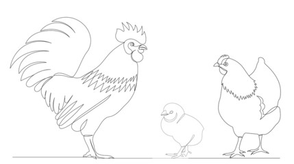Fototapeta na wymiar rooster, hen and chick outline in one line,vector