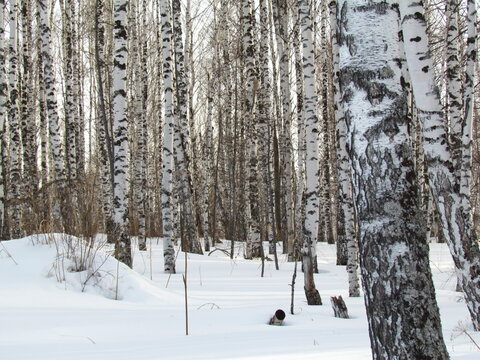Winter walk in a birch grove