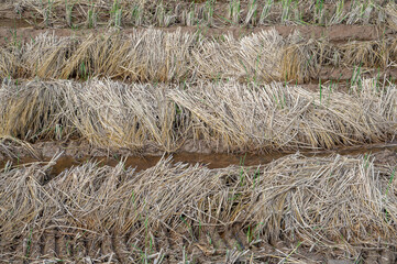 The dried straw cut in the field is arranged on the stem of the field