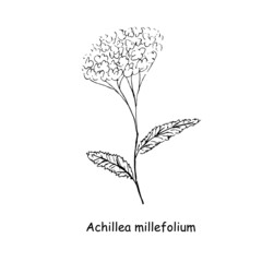 Yarrow scketch monochrome nature medical plant for web, for print, for fabric print, for packaging design