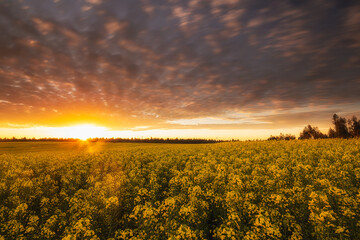 sunset over the field