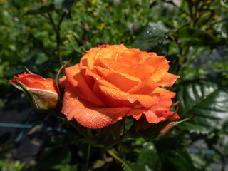 Close-up shot of bright orange spray rose 'Alegria' in garden scenery in summer