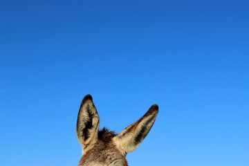 Donkey ears against the blue sky. The donkey's ear is turned to the side.