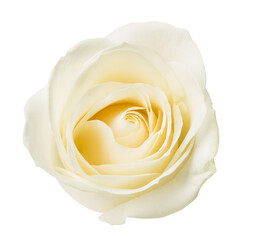 Fototapeta na wymiar White rose isolated on white background with clipping path