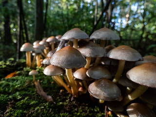 Wild mushrooms growing in large colony on tree stump and forest ground in wet moss in dark, green forest. Fairy forest in enigmatic scenery