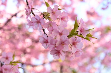 河津桜のアップ