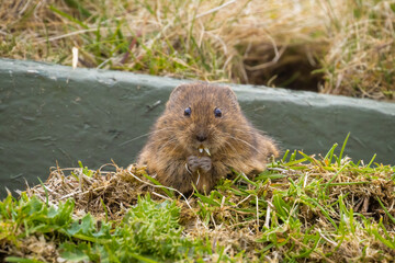 Orkney Vole eating a daisy, Orkney, Scotland