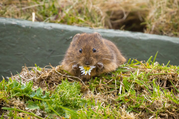 Orkney Vole eating a daisy, Orkney, Scotland
