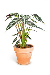 Alocasia Bambinoarrow Plant in brown ceramic pot isolated on white background.
