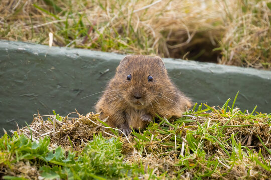 Orkney Vole Eating A Daisy, Orkney, Scotland