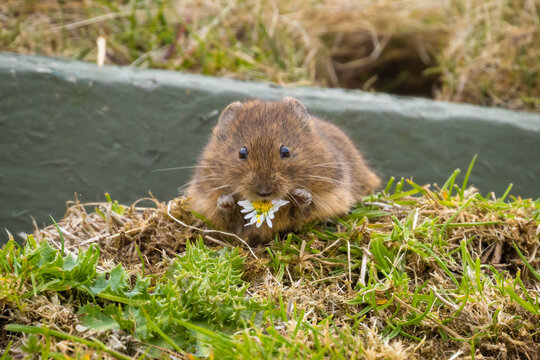 Orkney Vole Eating A Daisy, Orkney, Scotland