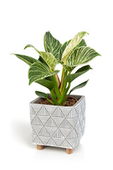 Philodendron Birkin house plant in white textured pot