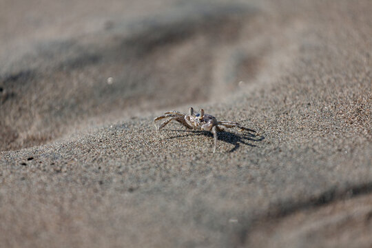 Close up of crab on the sand on the beach