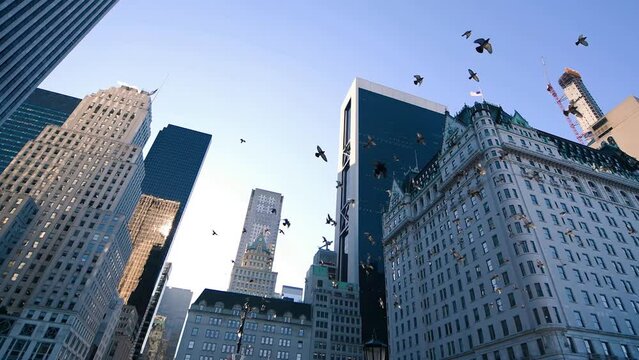 Birds flying in New York City. Buildings of Manhattan from 59 street in slow motion
