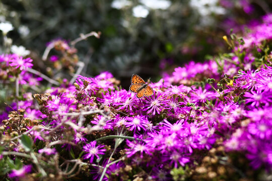 A monarch butterfly on purple aster flowers