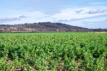 Fototapeta na wymiar Agriculture en France
