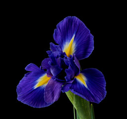 iris flower grows on a black background