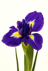 iris flower growing on white background