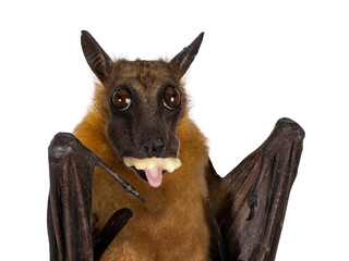 Head shot of Young adult flying fox, fruit bat aka Megabat of chiroptera, eating banana and...
