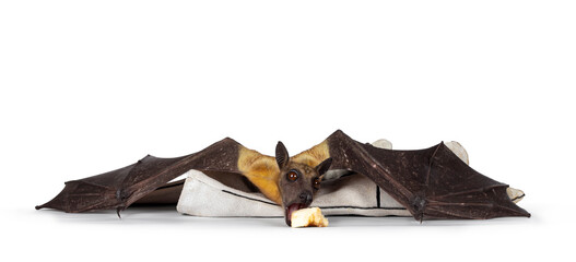 Fruit bat aka chiroptera on white backgroundYoung adult flying fox, fruit bat aka Megabat of...