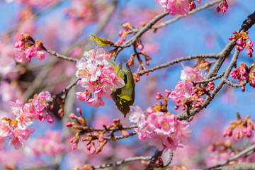 Japanese White-eye and Cerasus lannesiana Carriere at Shibuya, Tokyo, Japan