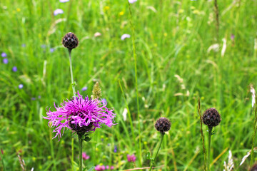 Lila Blume in grünem Gras