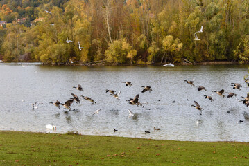 vols d'oiseaux à la Base de Loisirs de Verneuil sur Seine à l'automne