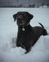 labrador retriever portrait ( black labrador )