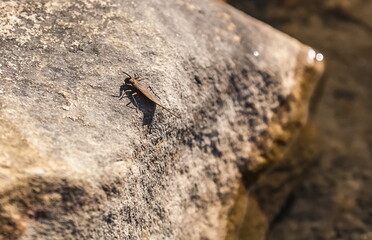 Insect on a stone close-up in summer