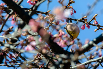 Japanese White-eye and Cerasus lannesiana Carriere at Shibuya, Tokyo, Japan