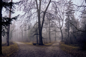 Dark forest at dawn in the fog