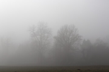 Obraz na płótnie Canvas des silhouettes d'arbres à l'orée d'une forêt perdues dans un brouillard hivernal en Limousin 