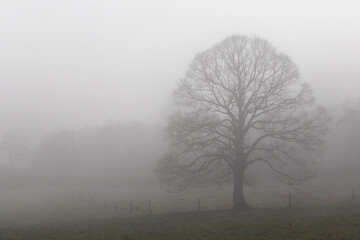 Obraz na płótnie Canvas un arbre enveloppé d'un épais brouillard hivernal dans un champ