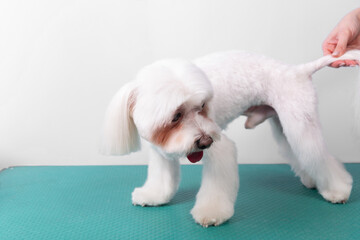Professional groomer takes care of Maltese lapdog in animal beauty salon. Grooming salon worker cuts hair on white decorative toy dog tail in close up.