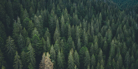 Panoramic view of evergreen pine wood from drone - obrazy, fototapety, plakaty
