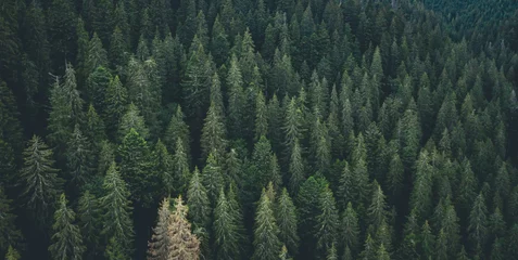 Raamstickers Panoramisch zicht op groenblijvend dennenbos van drone © Ievgen Skrypko