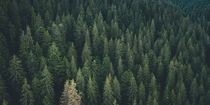 Panoramic view of evergreen pine wood from drone