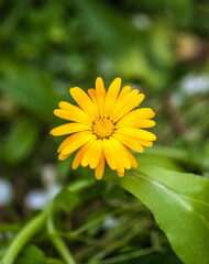 Orange flowers of marigold closeup in summer on a green background