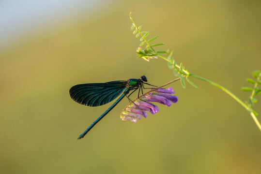 Calopteryx virgo early in the morning on a flower