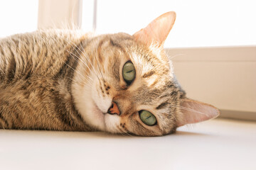 Close-up of a young adorable sad tabby cat lying on the windowsill. Pet at home	