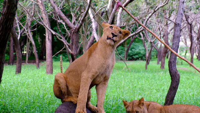 Lion playing with eat at national park
